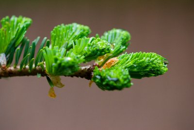 Abies veitchii - jedle veitchova - jehlice jaro